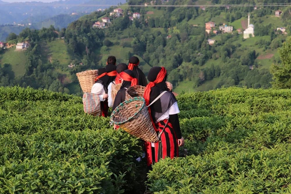 Tea pickers in traditional dress harvesting on the Black Sea coast