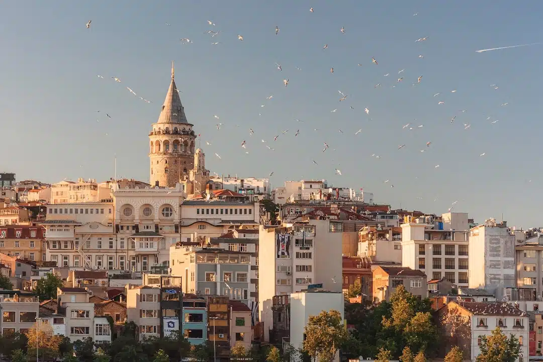 birds flying over a city